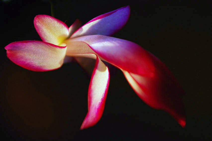 Schlumbergera