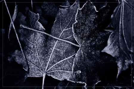 Frozen Bodies in The Ground