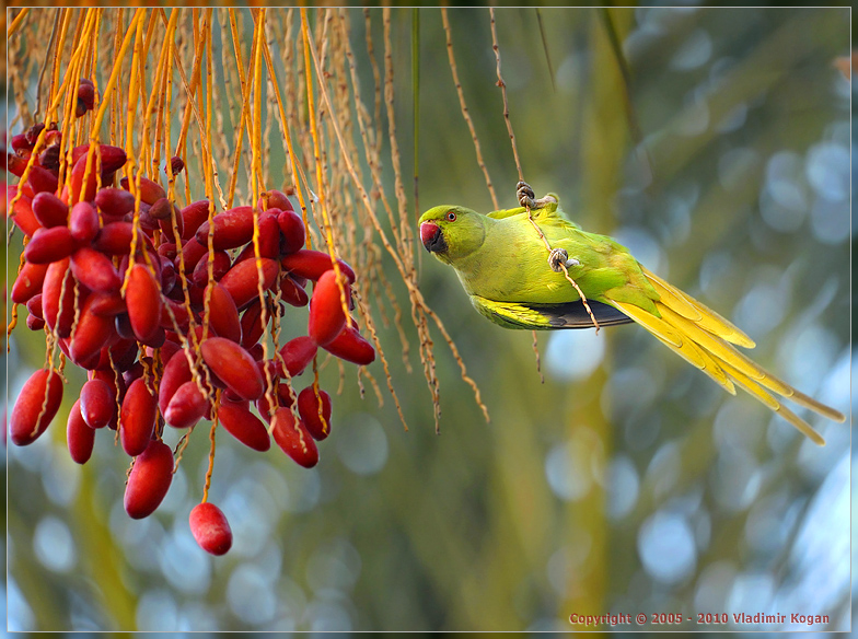 Rose-ringed Parakeet