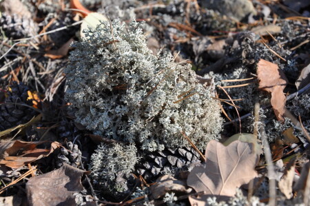 Осенний мох