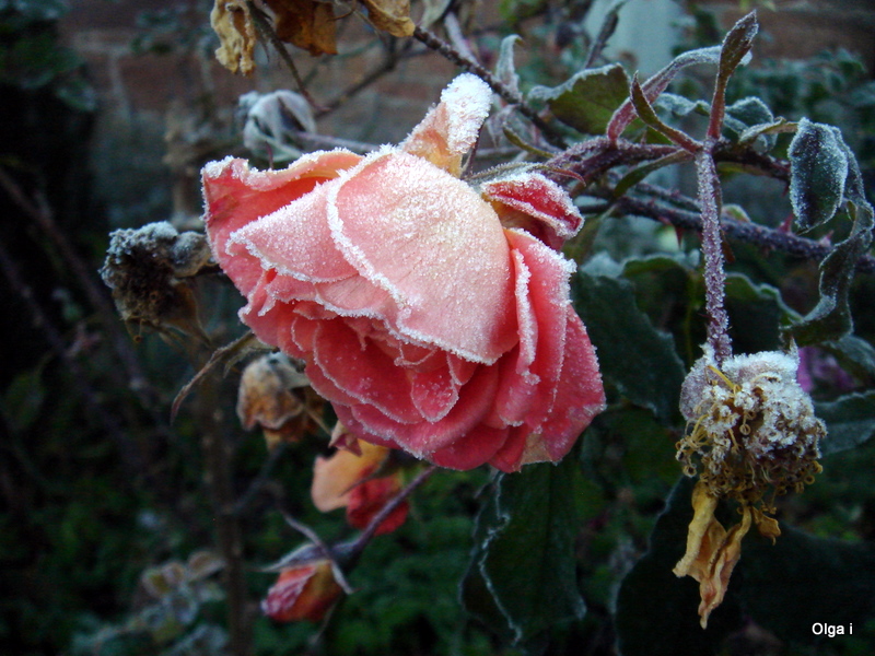 The last rose of the season