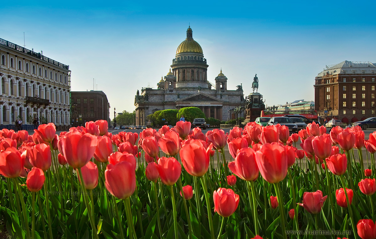 СПб, весна, тюльпаны , Исаакиевская площадь.