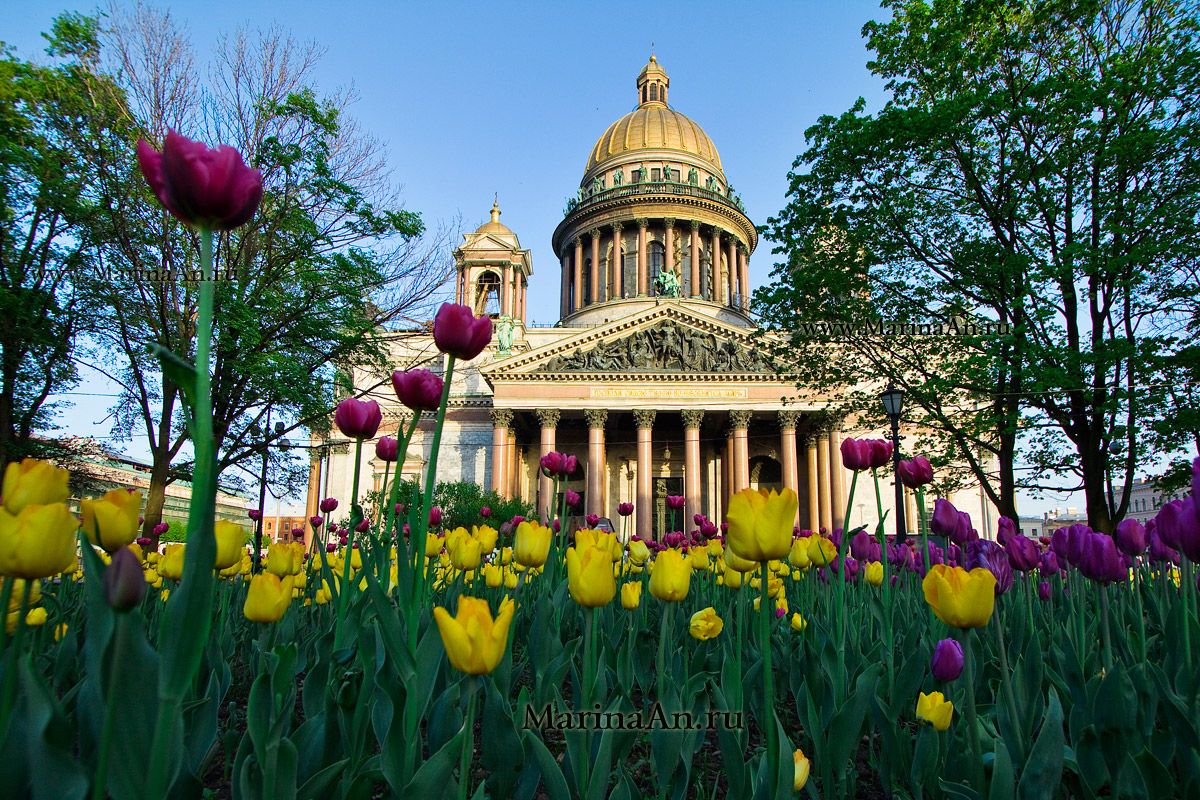 СПб, весна, тюльпаны , Исаакиевский собор.