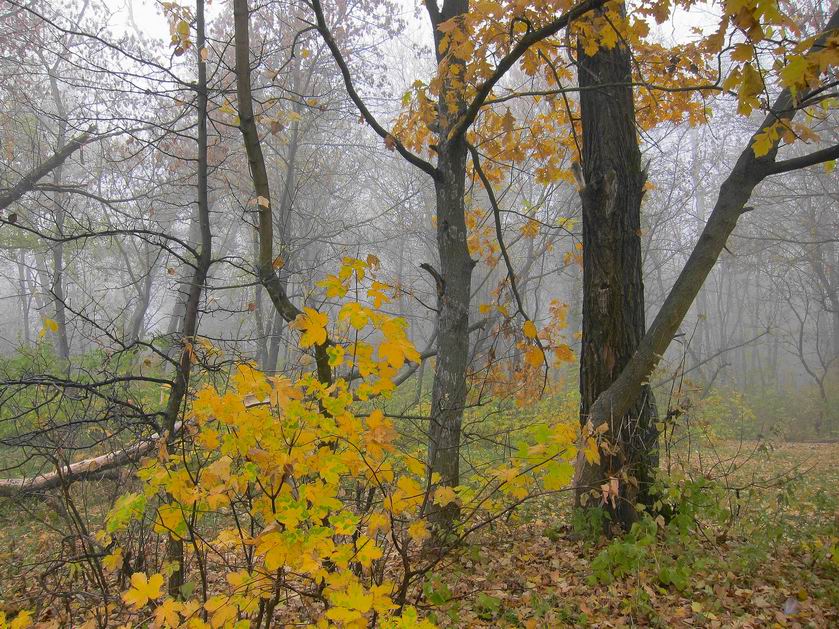 Осенью ... роща ... в тумане ...