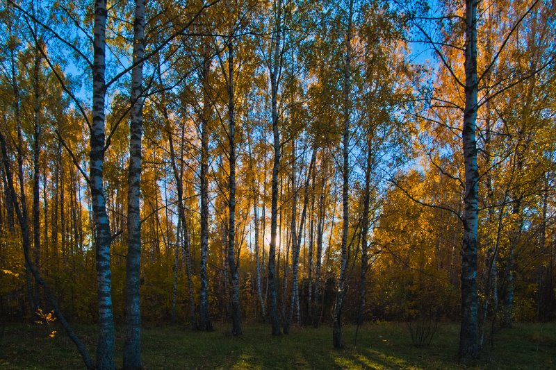 Осення теплая в ре миноре