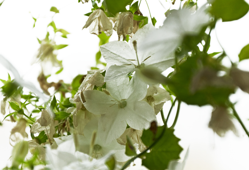 White flower