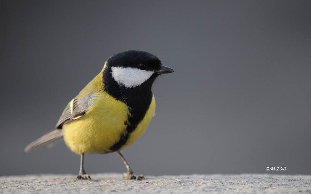 Parus (лат.)