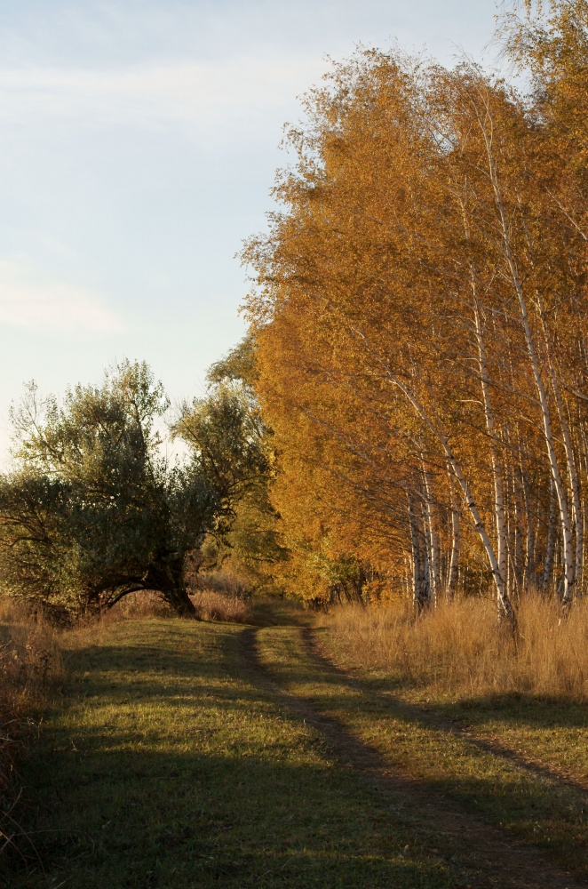 По дороге в осень