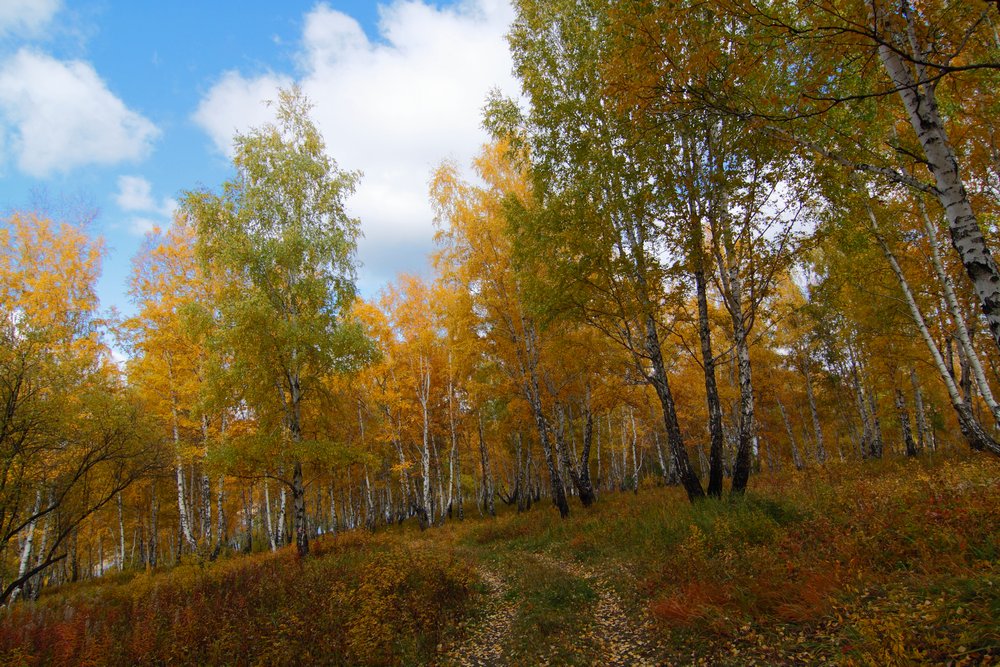 Дорога.Осень