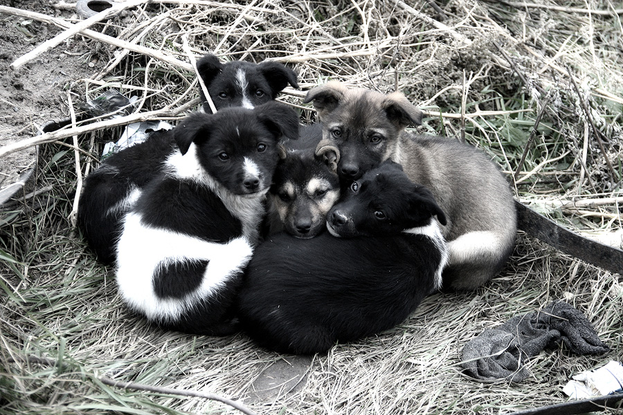 Жизнь собачья...