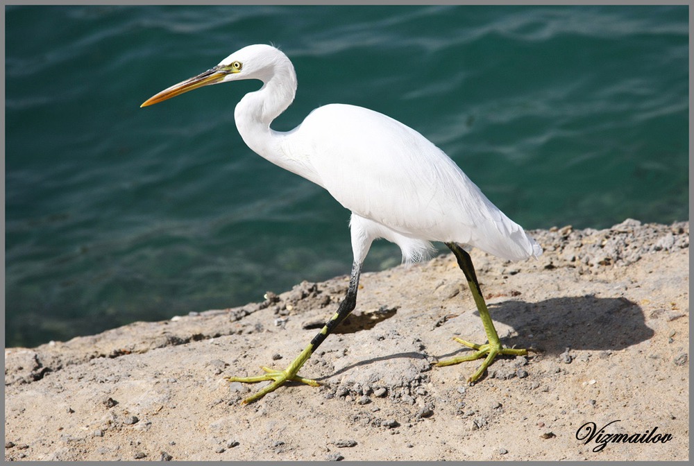 Red sea Marabou