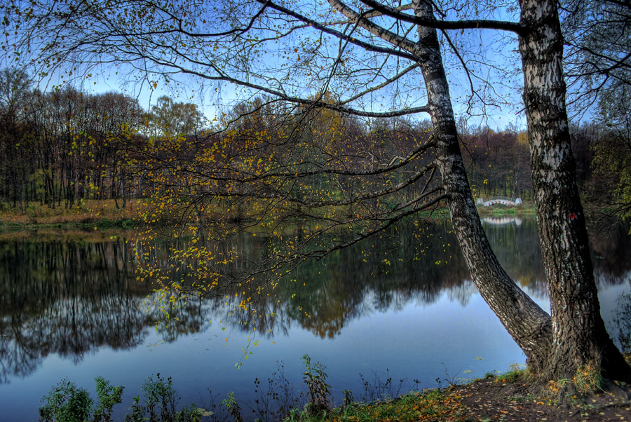 Береза в Кузьминском парке