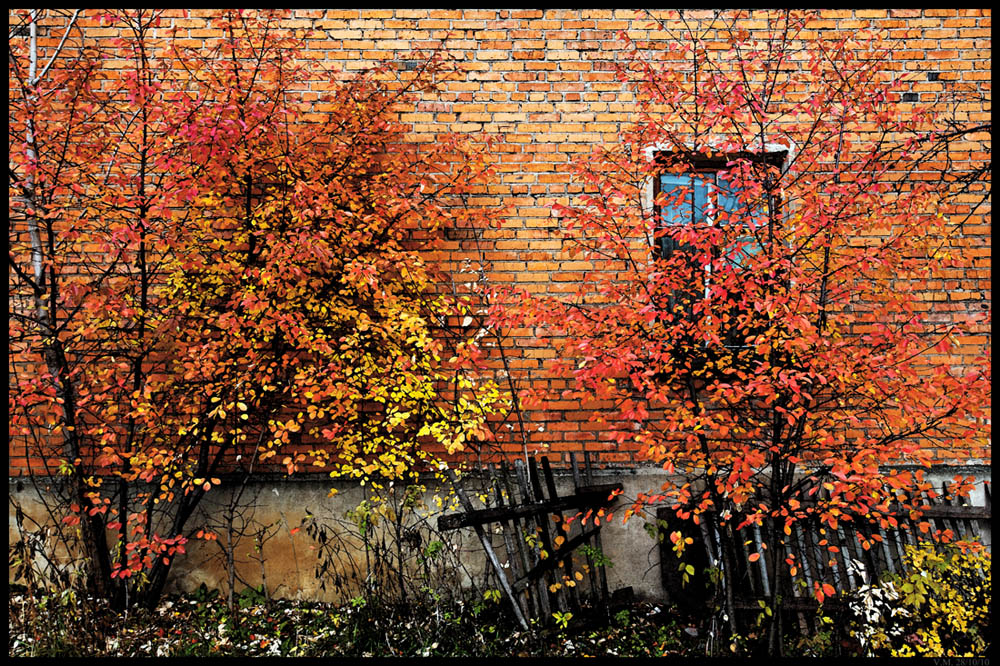 Bricks and Leaves