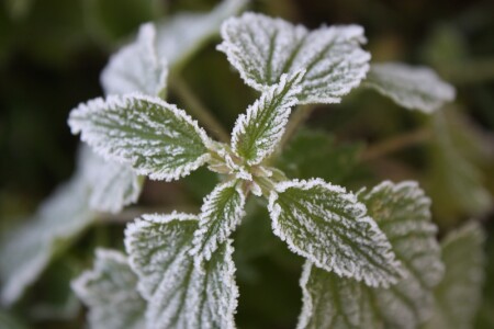 Мороз наступает