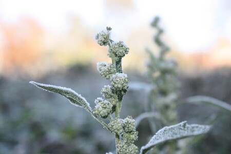 Мороз наступает