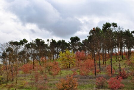 Autumn colours...