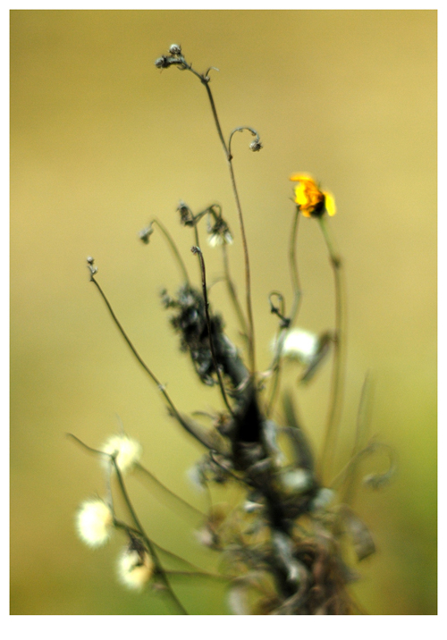 *Last bouquet of autumn*