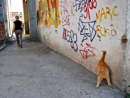 апельсиновый кот