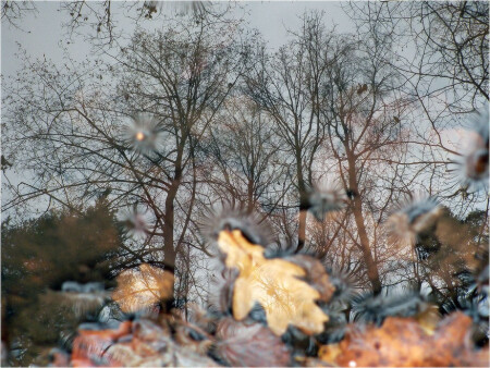 Осенний лес