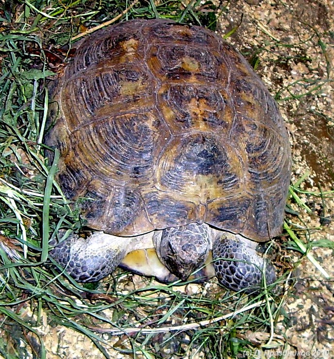 Средиземноморская черепаха (Testudo graeca)