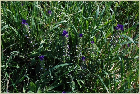 Массовка [2099]