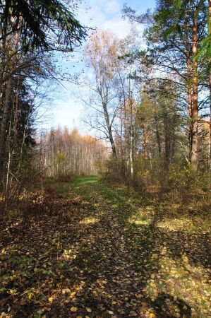 Лесная дорога