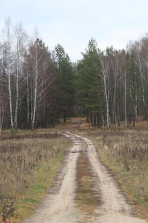 дорога в лес