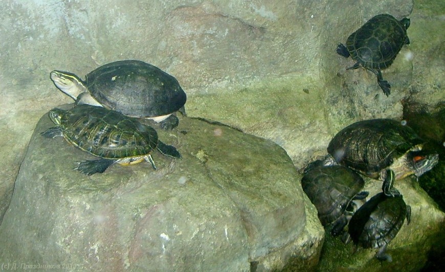 Turtle