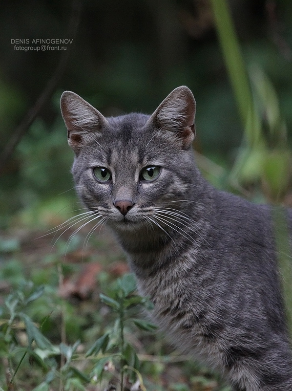 Кошка, гуляющая сама по себе