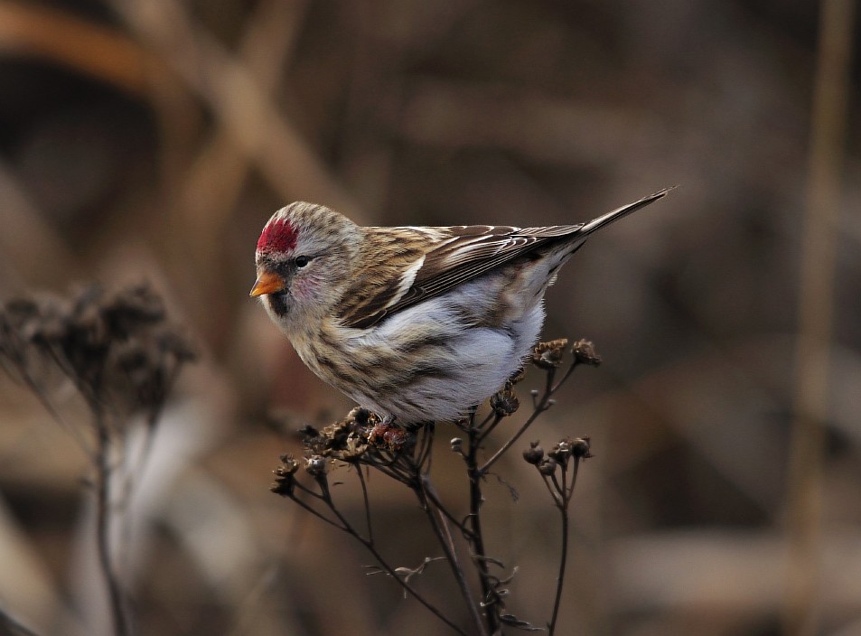 Чечетка-Carduelis flammea