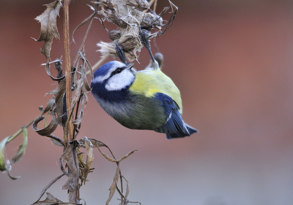 Лазоревка-Parus caeruleus