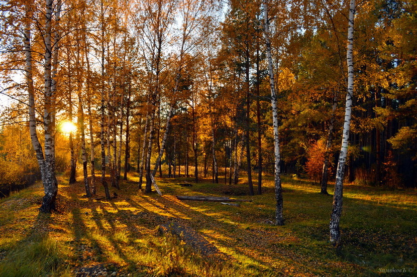 Золотой лес