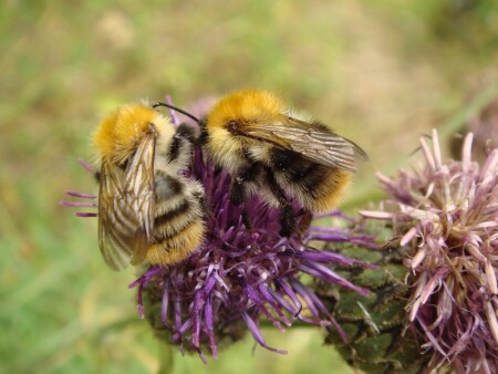 Борьба за нектар