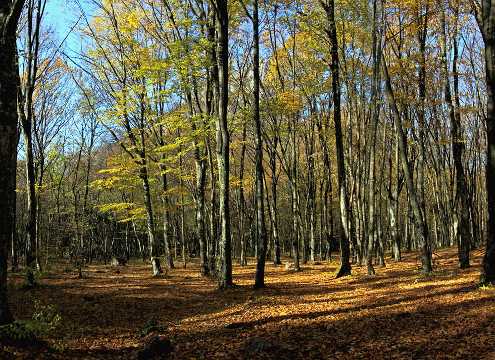 Осенний крымский лес