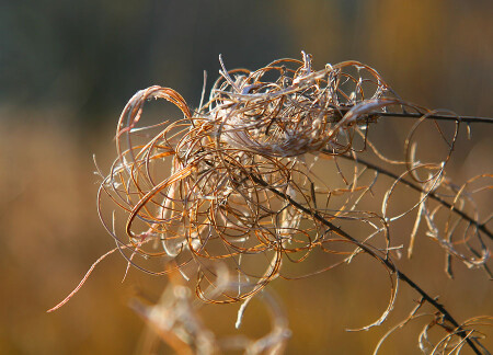 Цветы поздней осени.
