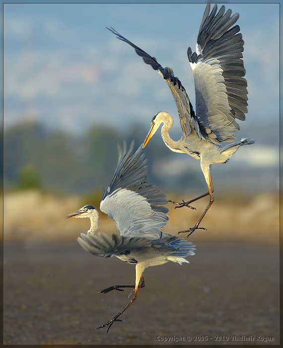 Grey Heron - Воздушные сражения