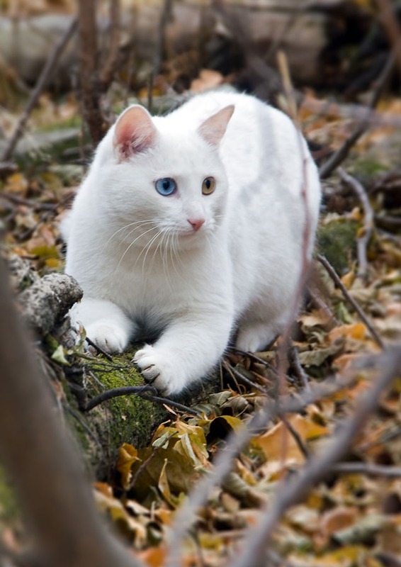 Я - дикий кот из дикого леса.
