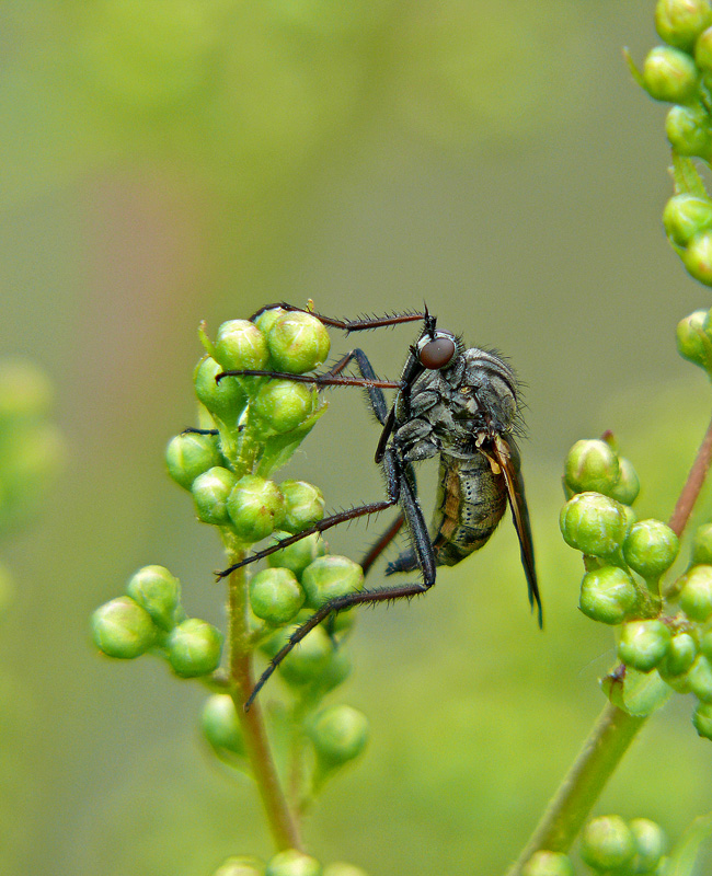 Комар-толкунчик Empis borealis