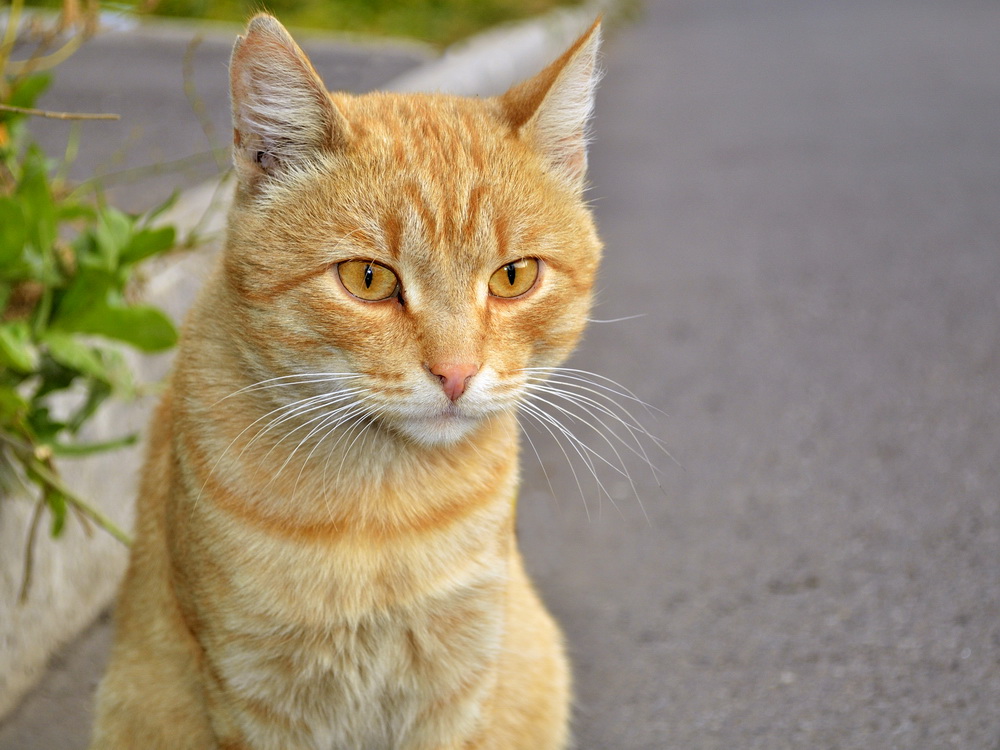 Король двора