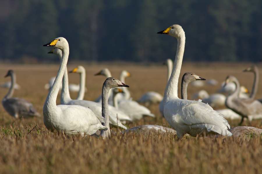 whooper swans: миграционные остановки