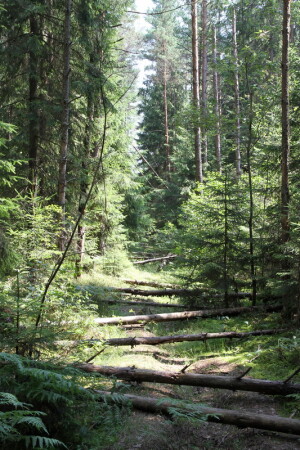 &amp;quot;тропа здоровья&amp;quot;