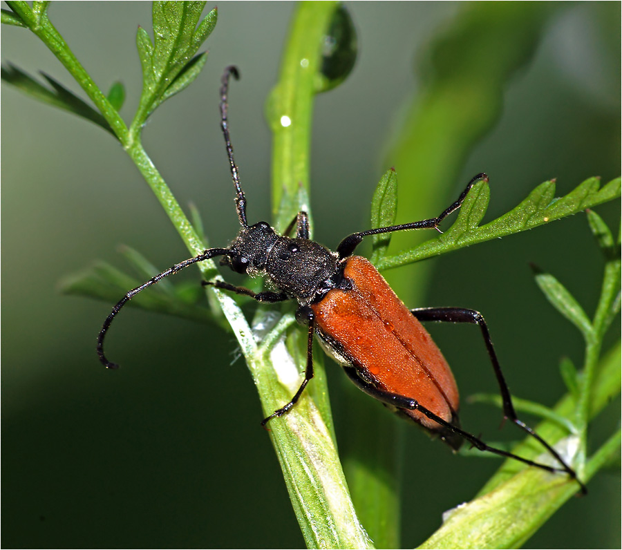 усач Anastrangalia sanguinolenta