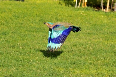 синяя птица