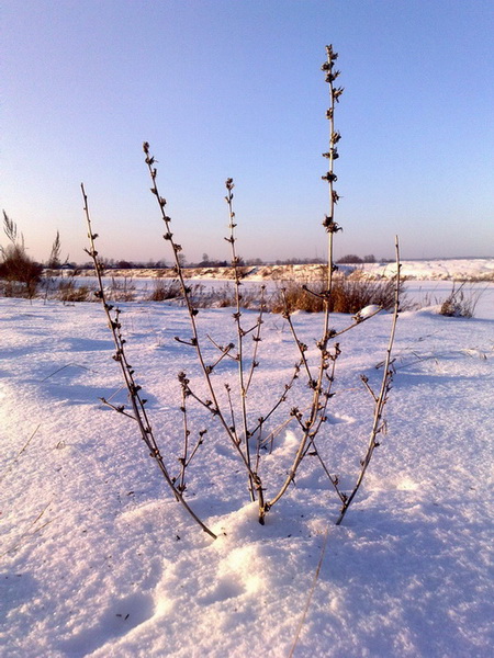 Зимний пейзаж