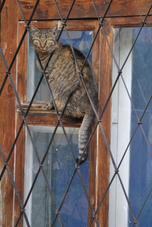 Караульный