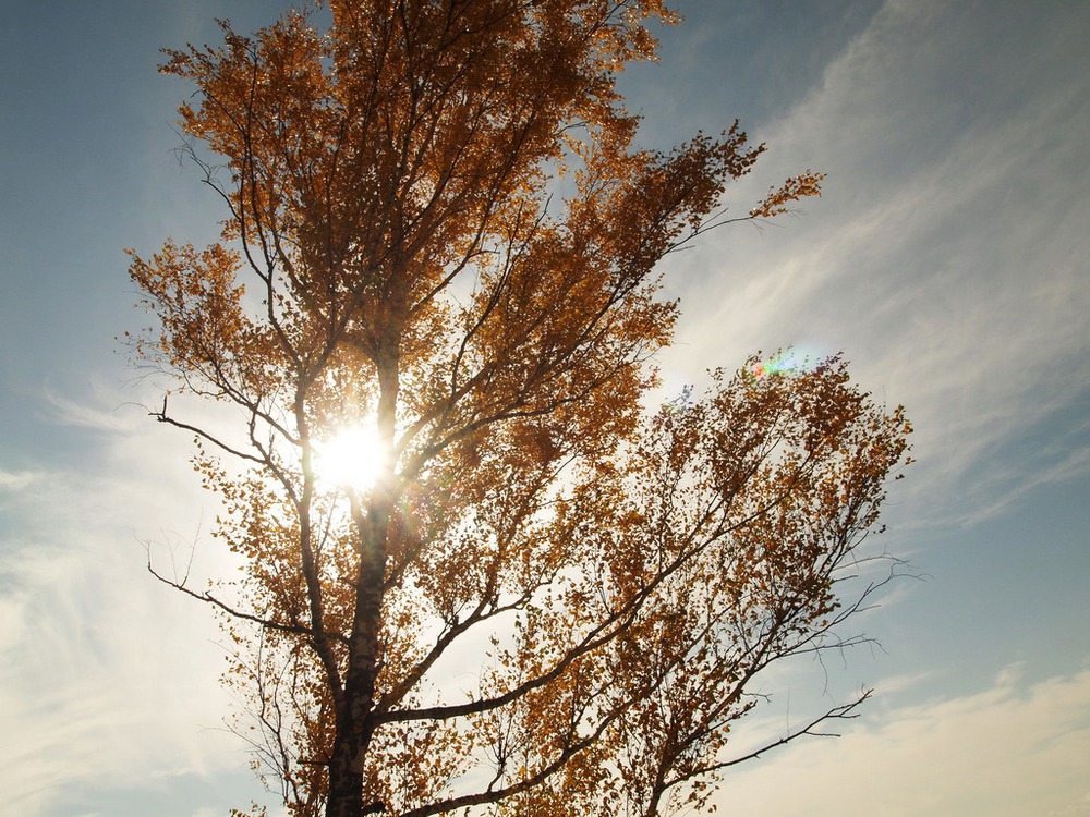 backlight