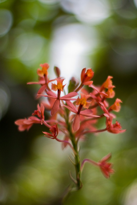 Epidendrum