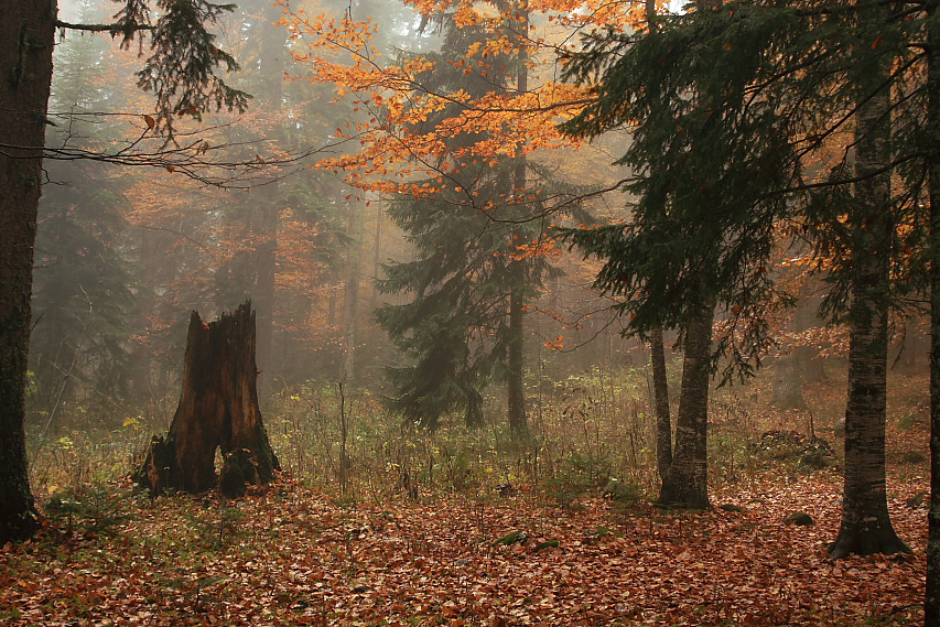 Осень в лесу