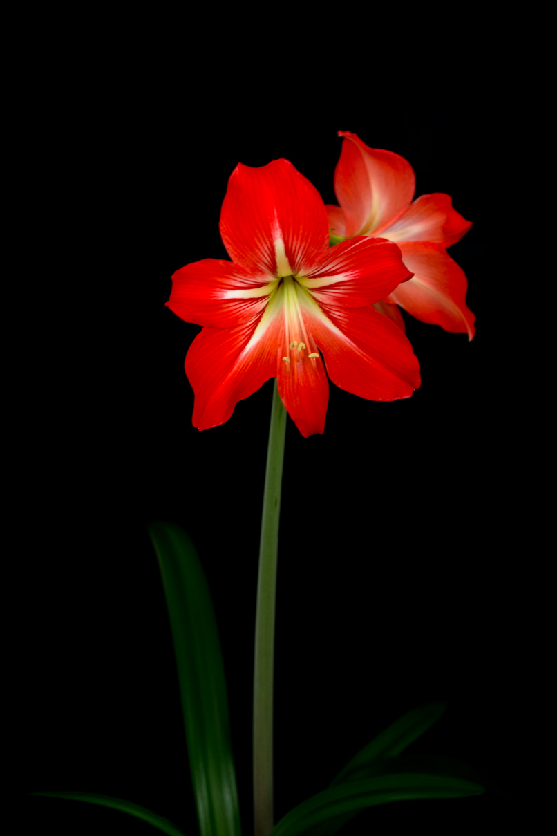 Amaryllis