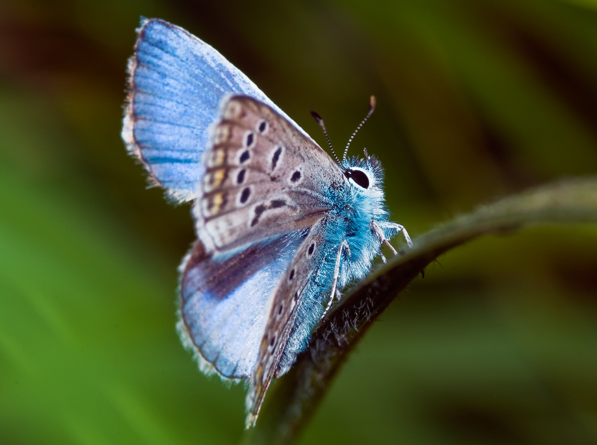 Голубянка быстрая (Polyommatus amandus)